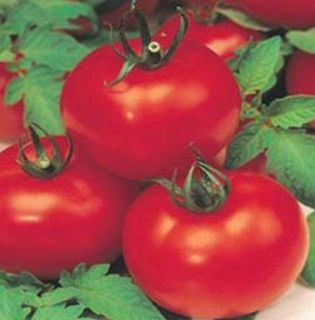 30 Marglobe Supreme Tomato Seeds Heirloom Same Day Shipping