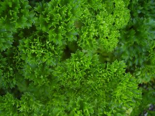 Triple Curled Parsley Herb 25 Plants Petroselinum