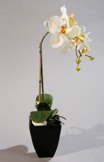 Orchidee Phalaenopsis Im Topf 40 cm Creme Kunstorchidee Kunstblume