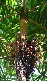 is one of the most popular species in hawaiian gardens