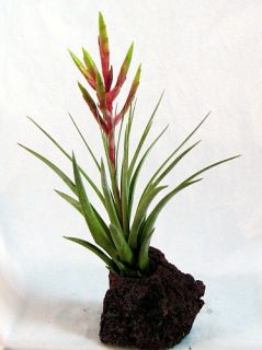 Hawaiian Volcano Plant Tillandsia Fasciculata Bonsai