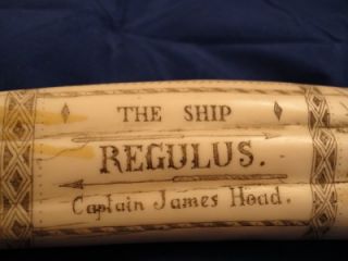 Scrimshaw walrus tusk replica Captain James Hoad ship Regulus