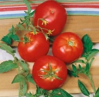 Heirloom Rutgers Tomato 100 Seeds Jersey Tomato Heavy Yields Disease