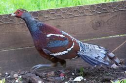  4 Humes Bartail Exotic Pheasant Hatching Eggs
