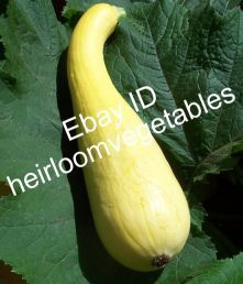  Yellow Crookneck Summer Squash Seeds Heirloom Same Day Shipping