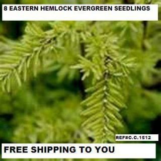 Hemlock Tree Quantity 8 Fresh Starter Seedlings