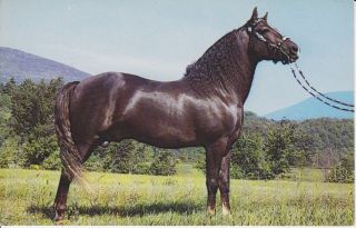 Easter Twilight Morgan Stallion Horse Postcard Arlington Vermont