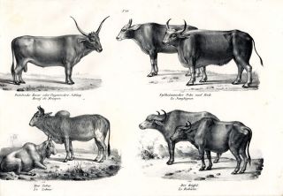 1840 SCHINZ Honegger Lith Zebu Buffalo Steppe Cattle