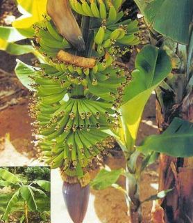  Banana Musa Dwarf Cavendish  tree Best Live House Plant Gift