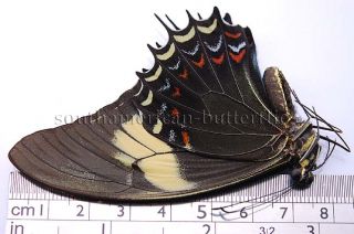 Papilio Androgeus Female Unmounted Butterfly Low Altitude