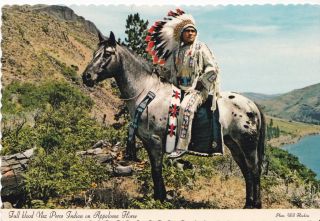 Easter Bar Nez Perce Indian Jesse Redheart Appaloosa Stallion Horse