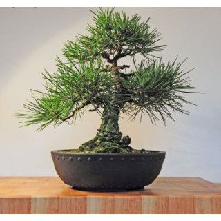 Japanese Black Pine Bonsai Tree Grocery & Gourmet Food