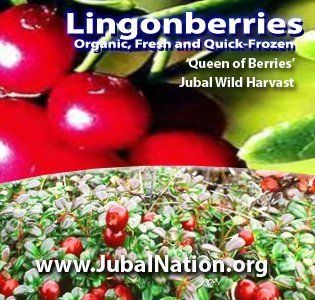 Lingonberry   Fresh   Organic   One and One Half Pounds 