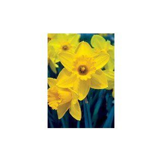 8 Narcissus St Keverne Daffodil Flower Bulbs 12/14cm