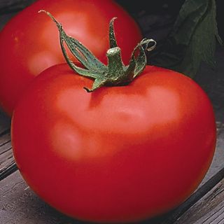 Better Boy Hybrid Tomato 30 Seeds PK
