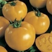 Sunny Boy Tomato Seeds F1 Hybrid Variety