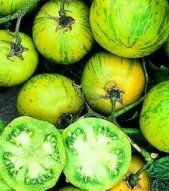  Green Zebra Tomato 50 Premium USA Seeds Combined s H Non Hybrid