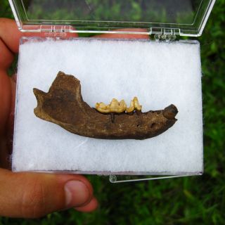  Fossil River Otter Jaw w/ Two Perfect Teeth & Partial Canine   Ice Age