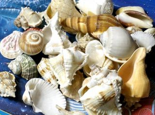 Kilo Large Indian Ocean Mixed Sea Shells Beach Decor Nautical Craft