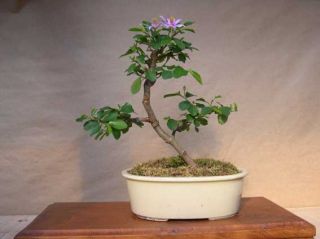  be used as an unusual and stunning flowering indoor bonsai specimen