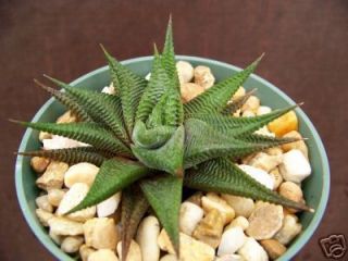  RARE Succulent Plant Cactus Aloe Outdoor Indoor cacti Pot