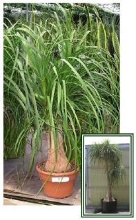 Fantastic Indoor Plant Elephant Foot Palm Seeds Tree