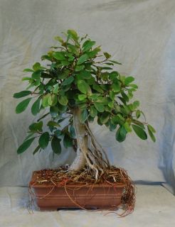  Crater Fig Bonsai Tree Lots of Aerial Roots Banyan Indoor Plant