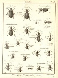 Carabe PL 178 RARE Insects by Bernard Direxit 1797