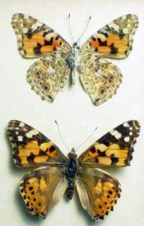 THE FAMOUS PAINTED LADY BUTTERFLY SET FROM NORTH AMERICA