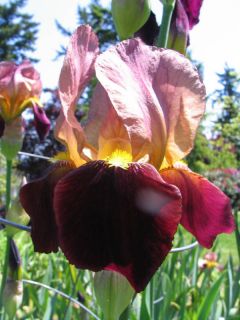 Tall Bearded Iris Plant Bulb Rhizome Dauntless