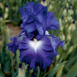  Tall Bearded Iris Speeding Again 1 Rhizome re Blooming Iris