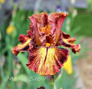 Tall Bearded Iris Magic Show