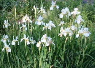 White Iris Bulbs 3 Plants Fragrant Flowers Save $$