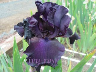 SUPERSTITION Tall Bearded Iris   rhizomes   bulbs   plants   irises