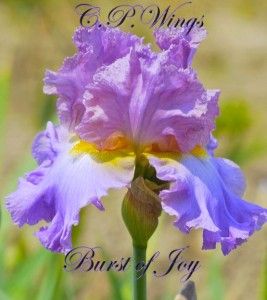 Burst of Joy 2010 Tall Bearded Iris