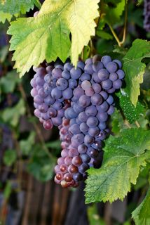 Italian Merlot Italian Wine Grapes