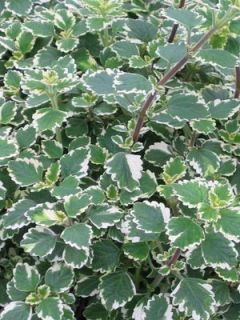 Swedish Ivy Variegated 4 1 2 Container Live Plant