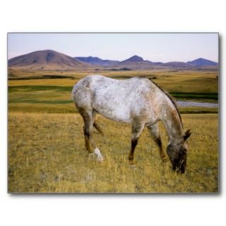 Appaloosa Indian horse graze on grasslands Post Card