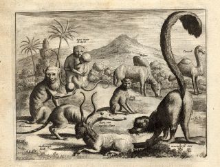 Antique Print Elephant Jackal Sukotyro Nieuhof 1682