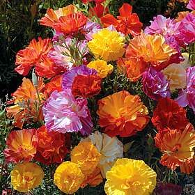 Jelly Beans California Poppy 150 Seeds Summer Color