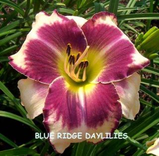 SWEDISH NIGHTINGALE   DF   L6H   Morss 1998   DAYLILY