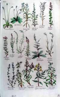 The British Herbal by Sir John Hill PL 16 Print 1756