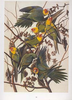 John James Audubon Bird Print Carolina Parakeet Extinct  