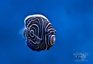 Juvenile Emperor Angelfish Pomacanthus Imperator Live Saltwater Fish