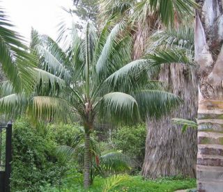 Kentia Palm 22 30 inch Best Indoor Outdoor Tree Coconut
