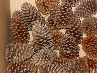 Pine Cones Lot of 25 Long Needle Pine from Kill Devil Hills NC