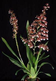 ONCIDIUM PACIFIC PAGAN KILAUEA BLOOMING SIZE ORCHID PLANT SHIPPED IN 4