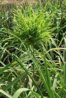 WIGGED OUT   DF   B3F   Kropf Sellers 2002   DAYLILY