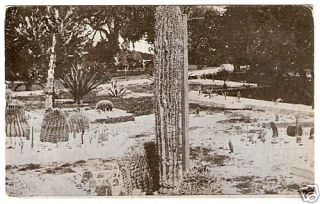 Old Photo Postcard PC Lake Worth FL Cactus 1912 Vintage