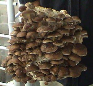  Mushroom Grow Kit Spawn Spores Largest Mushroom Block on the Net